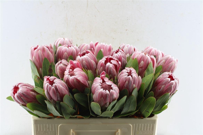 <h4>Protea Carnival</h4>