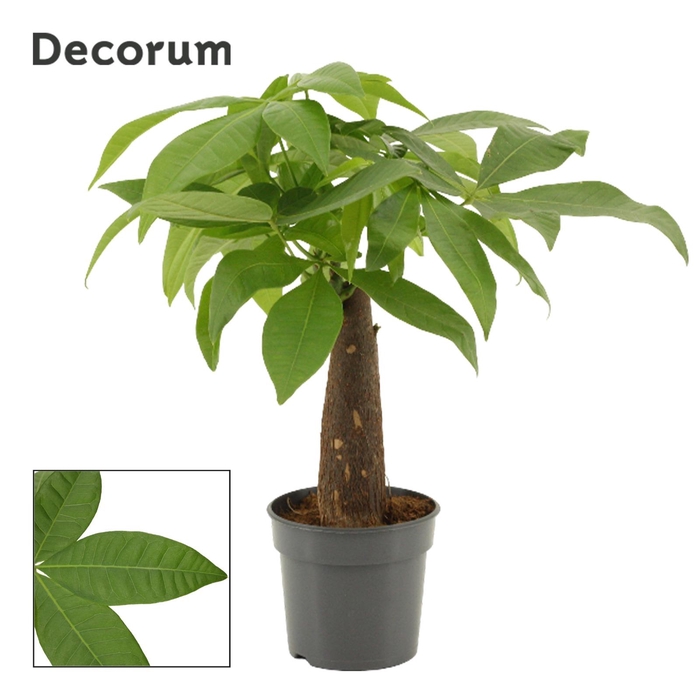 <h4>Pachira 9 cm Trunk ((Decorum)</h4>