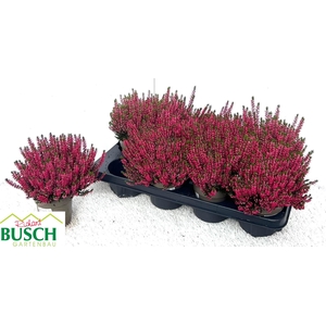 CALLU BL STEFFI