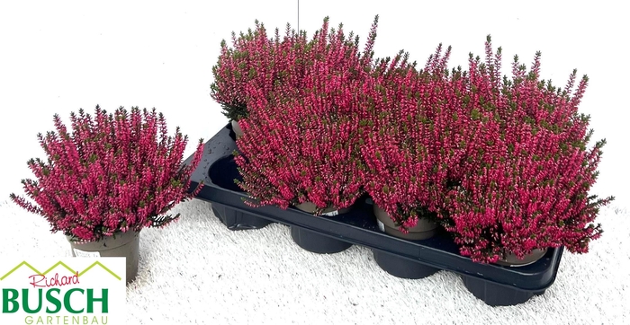<h4>CALLU BL STEFFI</h4>