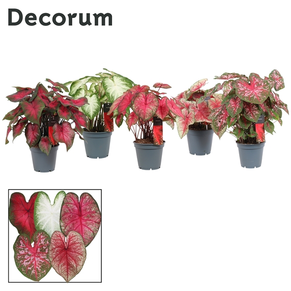 Caladium Gemengd (Decorum)