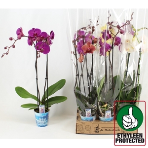 PHAL GEM 4 KL