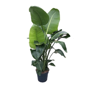 Strelitzia Nicolai 3pp