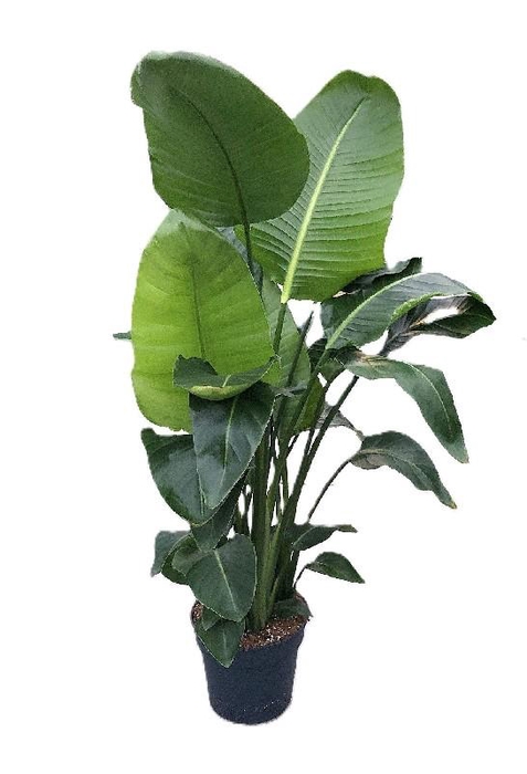 Strelitzia Nicolai 3pp