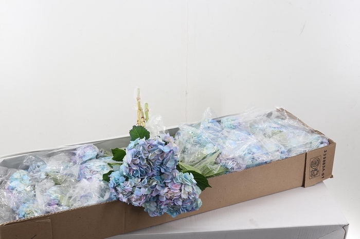 <h4>Hydr Indigo Box</h4>