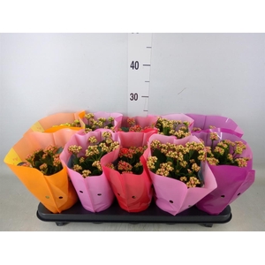 Kalanchoe blos. 'Perfecta'  ..mix 5