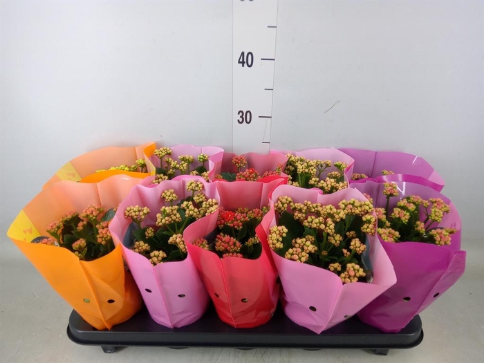 <h4>Kalanchoe blos. 'Perfecta'  ..mix 5</h4>