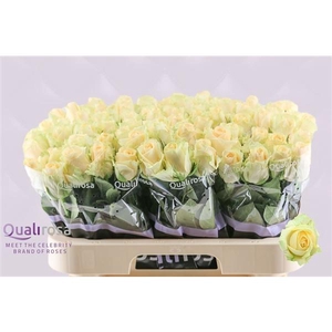 R Gr Magic Avalanche