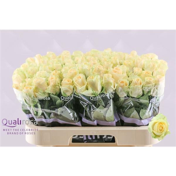 <h4>R Gr Magic Avalanche</h4>