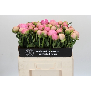 Paeonia Dinner Plate