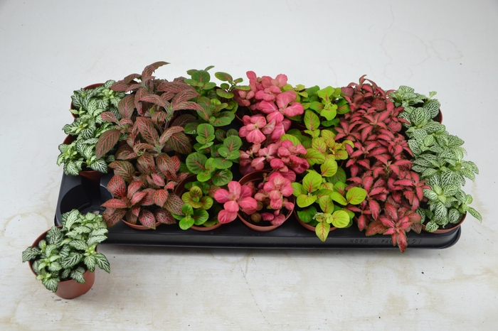 <h4>FITT GEM 7 KL</h4>