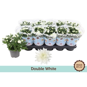 Chrysant Double White