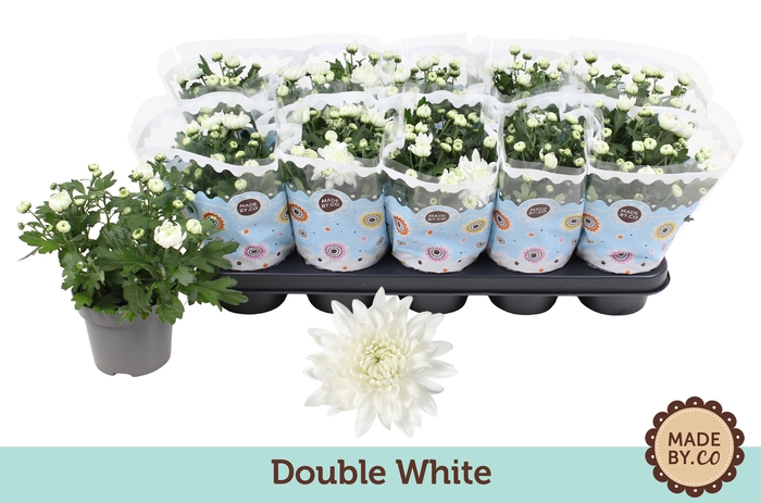 <h4>Chrysant Double White</h4>