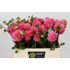 Dahlia Doris Duke