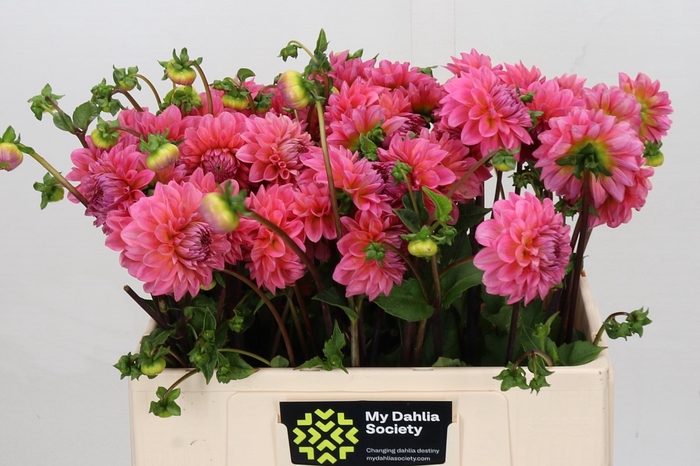 <h4>Dahlia Doris Duke</h4>