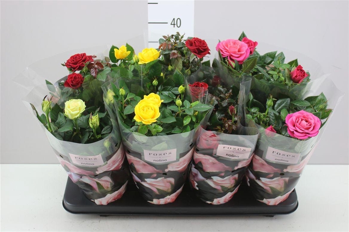 <h4>Rosa Patio Gemengd</h4>