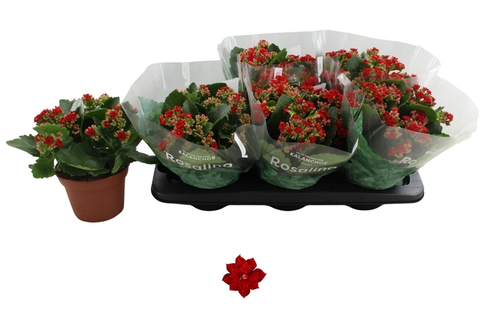 <h4>KAL GE DON JUSTINO</h4>