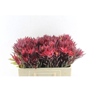 Leucad Sal Blush Single