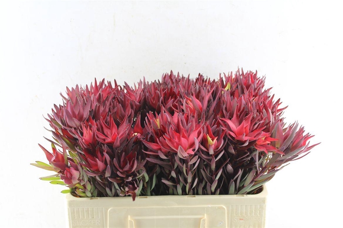 Leucad Sal Blush Single