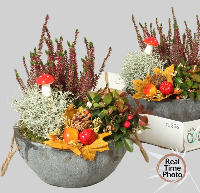 <h4>ARR TUINPLANTEN</h4>