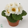 PRIMULA AC CAIRO WHITE P10.5