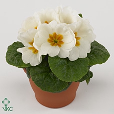 Primula Acaulis 9 cm White'