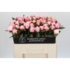 Paeonia Sarah Bernhardt
