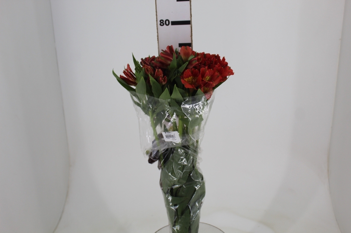 <h4>ALSTROEMERIA PARTY 080 CM</h4>