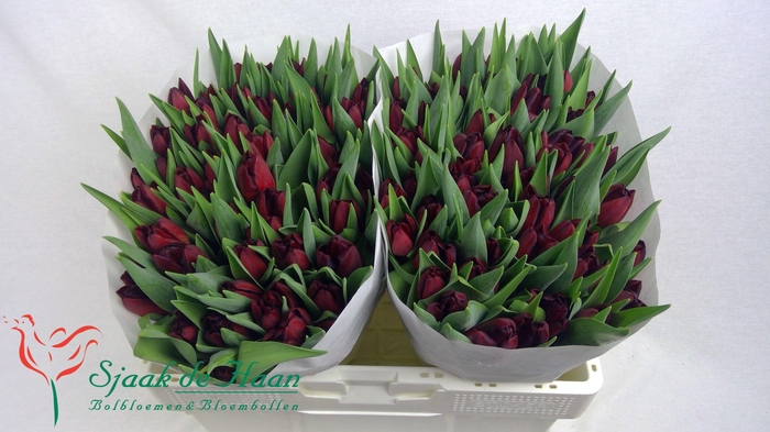 <h4>TU EN PURPLE PRINCE</h4>