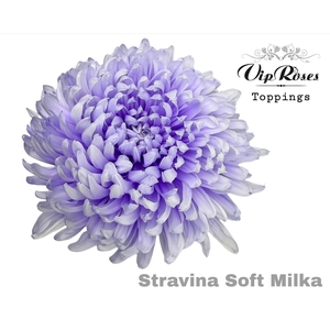 Chr G Stravina Soft Milka