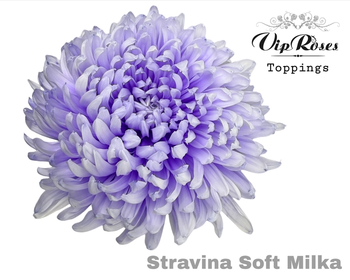 <h4>CHR G STRAVINA SOFT MILKA</h4>