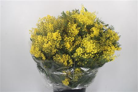 <h4>Acacia Mirandol Per Bunch 500 Gram</h4>