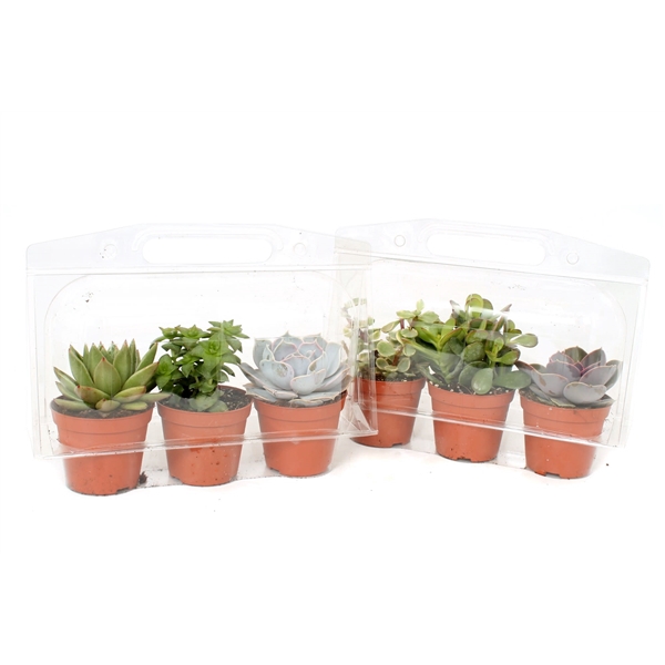 <h4>3x succulent 8,5 cm in 3er blister</h4>