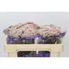 Ozothamnus Cooks Tall Pink