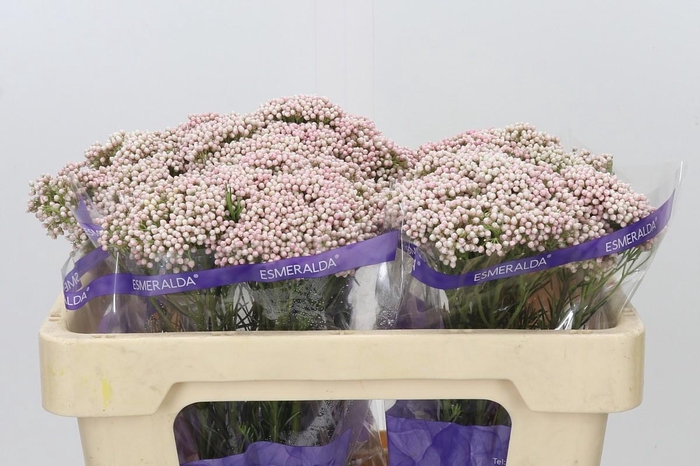 Ozothamnus Cooks Tall Pink