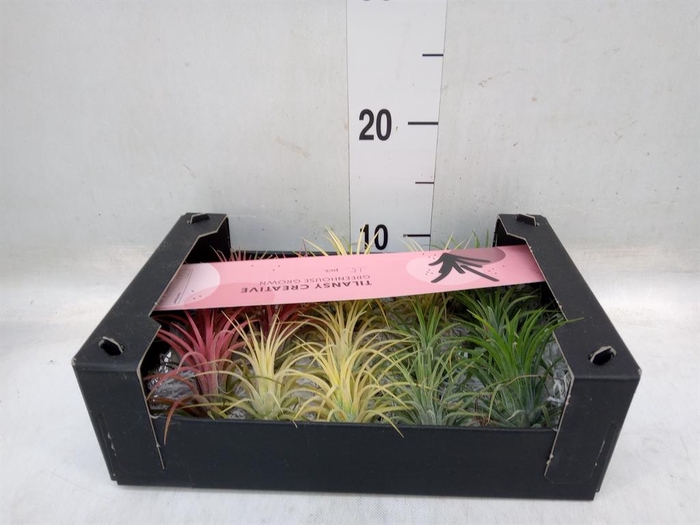<h4>Tillandsia ionantha</h4>