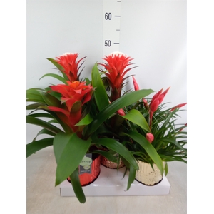 Bromelia   ...mix