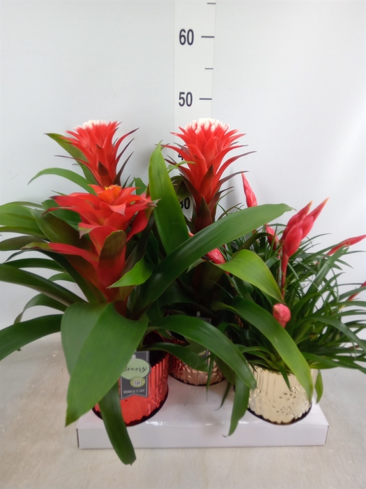 <h4>Bromelia   ...mix</h4>