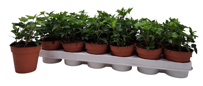 <h4>HED HE SHAMROCK</h4>