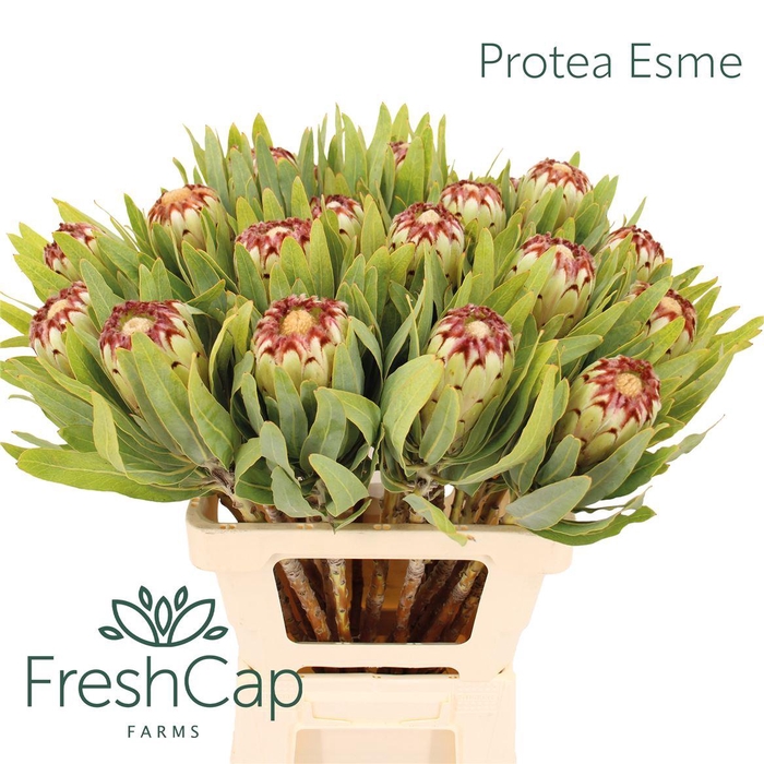 <h4>Protea Esme</h4>