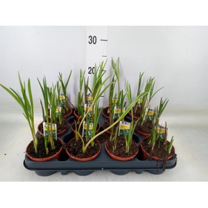 Fritillaria meleagris