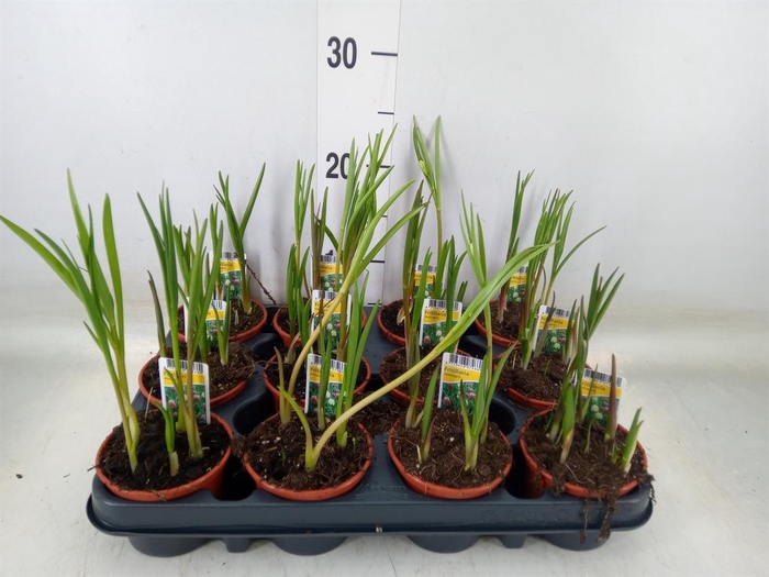<h4>Fritillaria meleagris</h4>