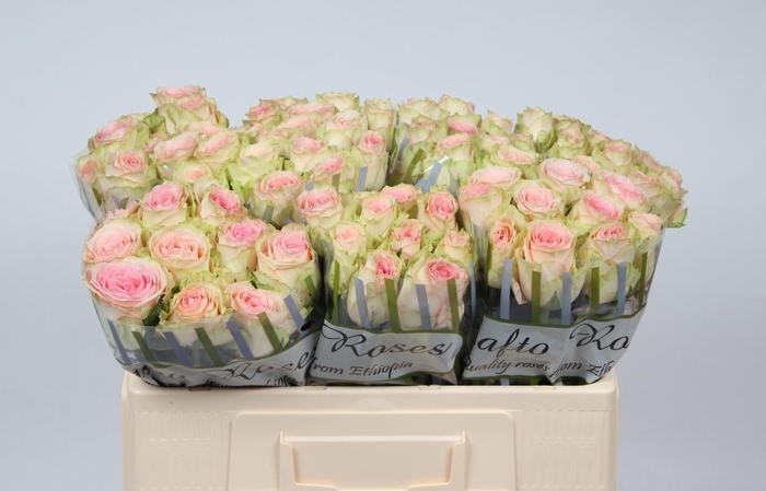 <h4>R GR ESPERANCE</h4>