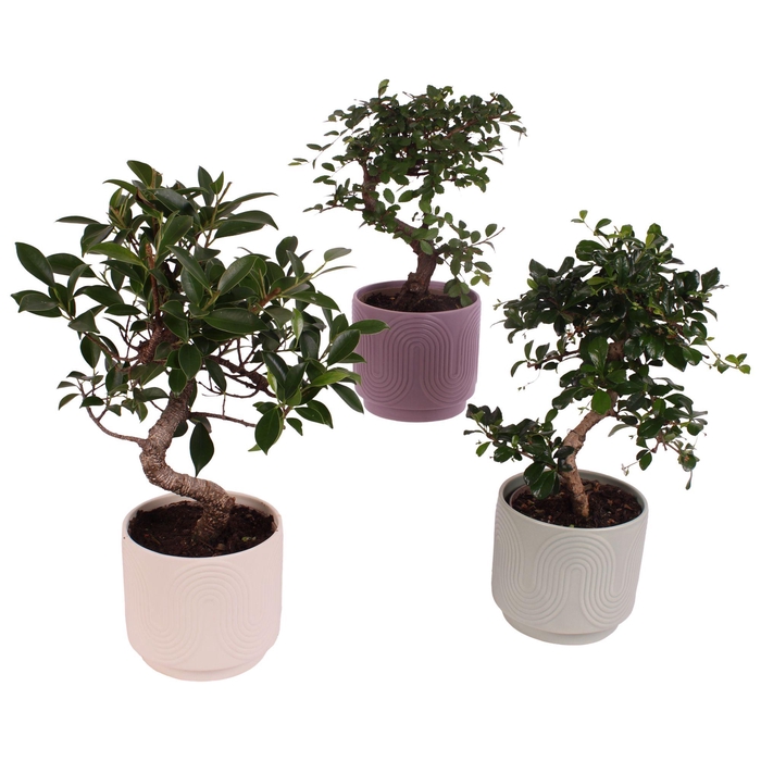 <h4>Bonsai Indoor Mix Ø12cm S-Shape in Ø 14cm Ceramic SE571</h4>