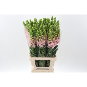 Antir Poto Light Pink