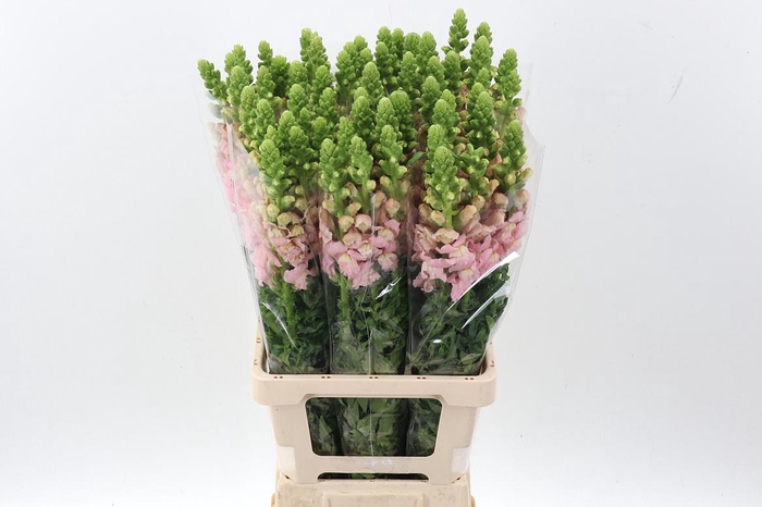 <h4>Antir Poto Light Pink</h4>