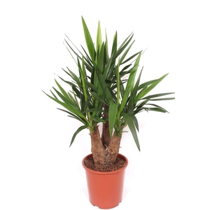 Yucca elephantipes over