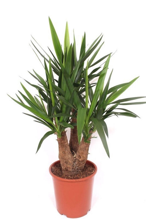 <h4>Yucca elephantipes over</h4>
