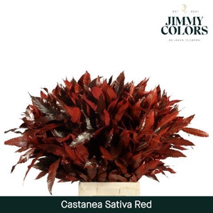 Castanea sativa L80 Red