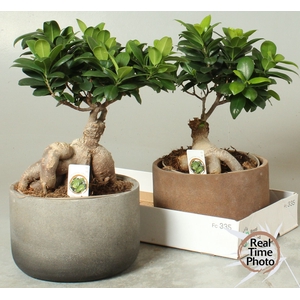 FIC MI GINSENG
